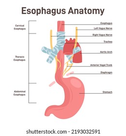 Esophagus anatomy. Muscular tube that carries food and liquid from the throat to the stomach. Anatomical structure of digesting tract. Flat vector illustration