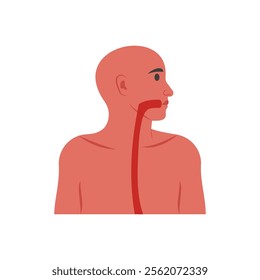 Esophagus, Human Body Part Illustration