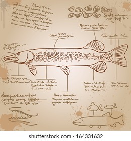 Esox lucius, luce. Vintage picture with explanations in an unknown language. Old paper, ink stains.