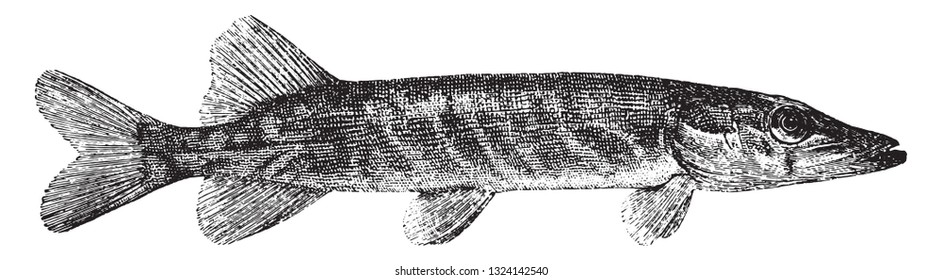 Esox lucius, vintage engraved illustration. From Deutch Vogel Teaching in Zoology.
