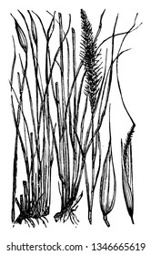 Esparto Grass is the slender, wiry grass was used for basketry, ropes. It is mostly found in southern Spain and northern Africa, vintage line drawing or engraving illustration.
