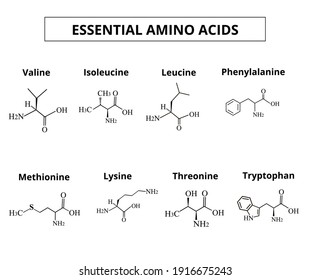 4,096 Essential amino acids Images, Stock Photos & Vectors | Shutterstock