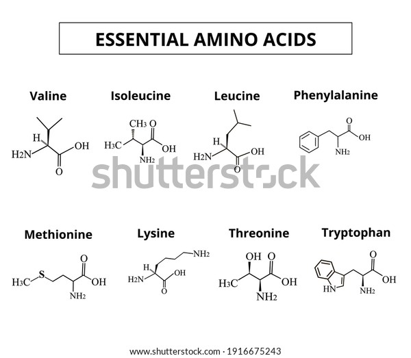 Essential amino acids. A set of amino acids.\
Chemical molecular formulas of amino acids. Vector illustration on\
isolated background.