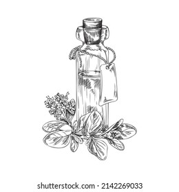 Essenzielle Aromaölflasche mit Marjoram oder Oregano-Pflanzenblättern, handgezeichnete, einfarbige Vektorgrafik, einzeln auf weißem Hintergrund.