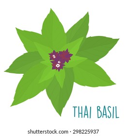 essential ingredient fresh Thai basil leaf vector illustration