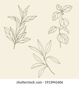 Essential oil plants illustration. Botanical design for aromatherapy, organic cosmetics, medicine