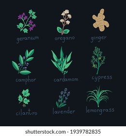 Recogida de vectores de plantas de petróleo esenciales