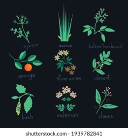 Essential oil plants vector collection