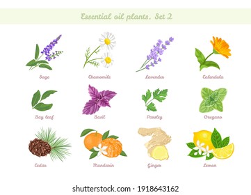 Essential oils plant set. Flowers, fruits and herbs. Sage, Chamomile, Lavender, Calendula, Bay leaf, Parsley, Oregano,Mandarin, Ginger, Cedar, Lemon, Basil,. Vector cartoon flat illustrations. 