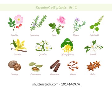 Essential oils plant set. Rosehip, Rosemary, Rose, Thyme, Patchouli, Vanilla, Jasmine, Ylang-Ylang, Neroli, Nutmeg, Cinnamon, Cloves, Anise, Cardamom. Vector cartoon flat illustrations. Aromatherapy.