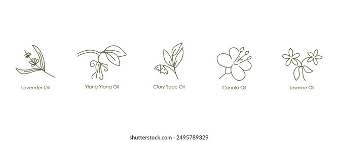 Essential Oils Vector Icons: Lavender, Clary Sage, Canola, Jasmine