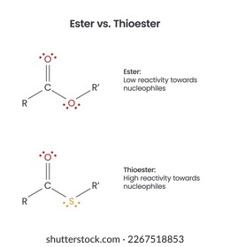 Ester versus Thioester biochemistry functional groups vector infographic