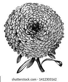 Esters are perennial flowers and these flowers are of many colors. One of the most popular varieties of Victoria Asterestaster is Esters also attract butterflies in their garden, vintage line drawing