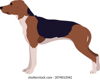 Die estnische Hound-farbige Vektorgrafik