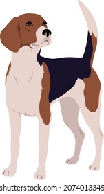 The Estonian Hound Colored Vector Illustration