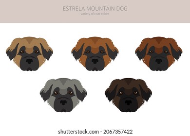 Estrela mountain dog clipart. Different poses, coat colors set.  Vector illustration