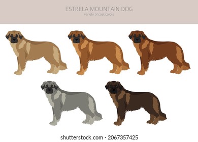 Estrela mountain dog clipart. Different poses, coat colors set.  Vector illustration