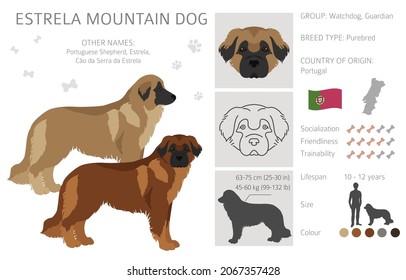 Estrela mountain dog clipart. Different poses, coat colors set.  Vector illustration