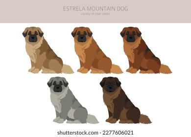 Estrela mountain dog clipart. Different poses, coat colors set.  Vector illustration