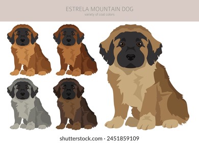 Estrela mountain dog puppy clipart. Different poses, coat colors set.  Vector illustration