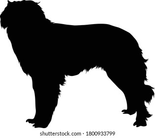 Estrela Mountain Dog Silhouette Found In Map Of Europe