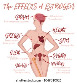 Estrogen effects Infographic image isolated on a light pink background. Female sex hormone and it s role in human body. Scientific, educational and popular-scientific concept.