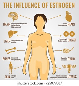 Estrogen effects Infographic image isolated on a light grey background. Female sex hormone and it s role in human body. Scientific, educational and popular-scientific concept.