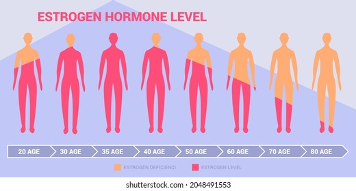 Estrogen Harmone Level Diagram Women Men Stock Vector (Royalty Free ...