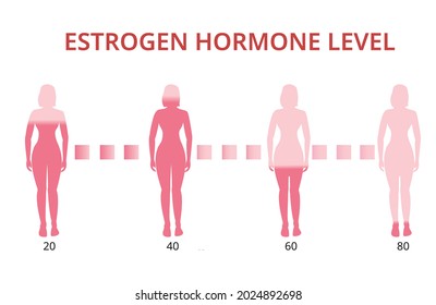 Estrogen Hormone Levels Chart Menopause Infographic Stock Vector ...