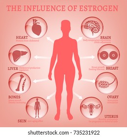 Estrogen Infographic