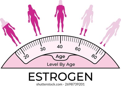 Estrogen Levels by Age A Visual Representation of Female Hormonal Changes Vector Illustration