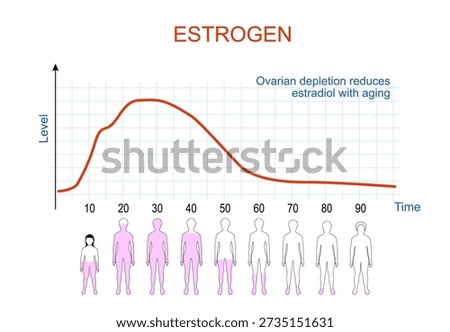 Estrogen levels chart. Aging process in women involves a significant reduction in circulating estradiol levels due to ovarian follicular depletion. Menopause is characterized by a precipitous decline in ovarian estrogen production. Vector illustration. Medical diagram
