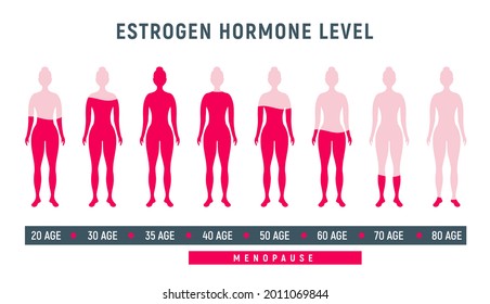 Estrogen Menopause Hormone Woman Level Female Stock Vector (Royalty ...