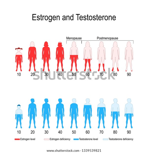 Estrogen Levels Chart