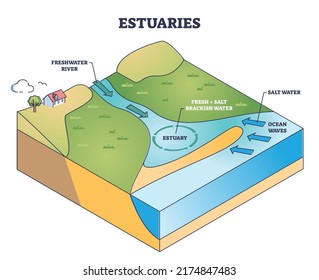 Estuaries Water Body Structure With Salt And Freshwater Outline Diagram. Labeled Educational Scheme With River Stream Flow To Ocean And Mixing Water Formation Vector Illustration. Geological Process.