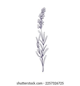 Lavanda cubierta, flor delineada. Lavanda, decorado con un dibujo botánico floral de estilo retro vintage. lavandula francesa, planta lavendar. Ilustración vectorial dibujada a mano aislada en fondo blanco