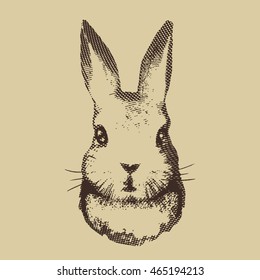 Etched rabbit portrait. Vector illustration