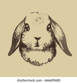 Etched rabbit portrait. Vector illustration