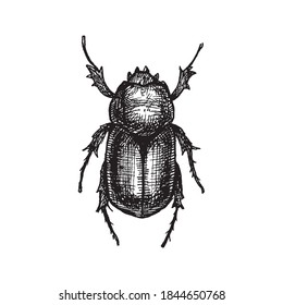 Etched vector illustration. Black and white vintage art. Hand drawn ink sketch of adult big beetle with six legs in top view. Wildlife nature biology. Representative of insects and arthropods.