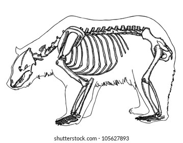 Etching Bear Skeleton Stock Vector (Royalty Free) 105627893 | Shutterstock