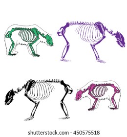 etching bear skeleton illustration