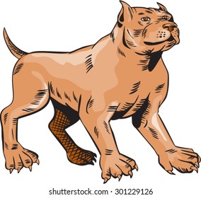 Etching engraving handmade style illustration of a pitbull dog standing looking to the side set on isolated white background done. 