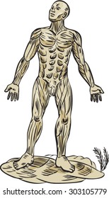 Etching engraving handmade style illustration on the human muscle anatomy showing a male muscular system viewed from front on isolated background.