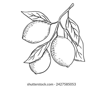 Etching lemon with leaves. Fruit tree branch hand drawn sketch, whole fresh citrus. Vector black and white engraving drawing isolated