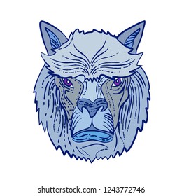 Etching style illustration of an Alpaca head, a species of South American camelid that is similar to the llama done on scraperboard scratchboard style on isolated background in color.
