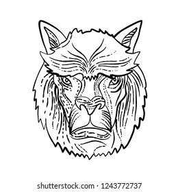Etching style illustration of head of an Alpaca, a species of South American camelid that is similar to the llama done on scraperboard scratchboard style on isolated background in black and white.