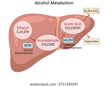 descomposición del etanol en acetaldehído y ácido acético en el hígado, que implica el diagrama de enzimas ADH y ALDH Vector esquemático dibujado a mano. Ciencia ilustración educativa