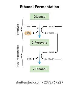 Ethanol Fermentation Scientific Design. Vector Illustration.