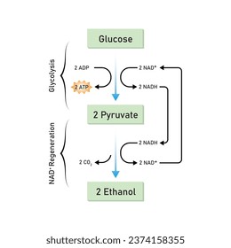 Ethanol Fermentation Scientific Design. Vector Illustration.