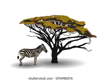 ETHNIC TREND. PAINTING IN AFRICAN STYLE. zebra in the savannah. African animal isolated on white background. Vector illustration.